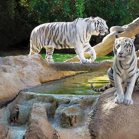 Dos Habitaciones&prkn&piscina Climatizada&jardín - Casa Winslo Puerto de la Cruz (Tenerife)